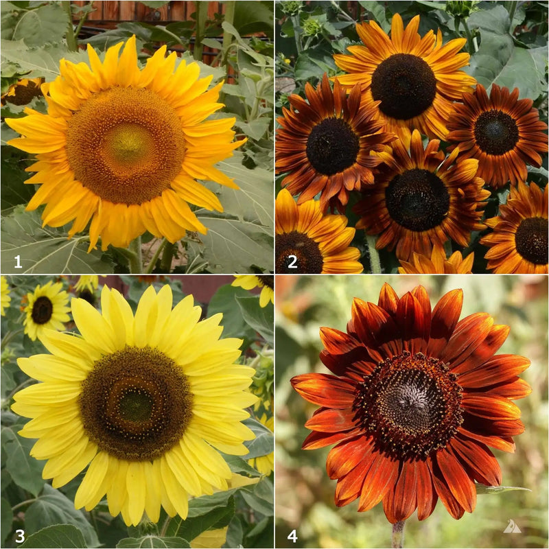 Van Gogh Sunflowers - Scatter Garden