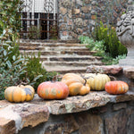 Kentucky Field Pumpkin Set