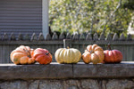 Kentucky Field Pumpkin Set