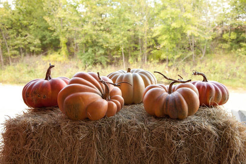 Kentucky Field Pumpkin Set