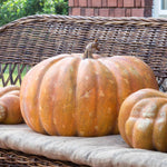 Garden Pumpkins