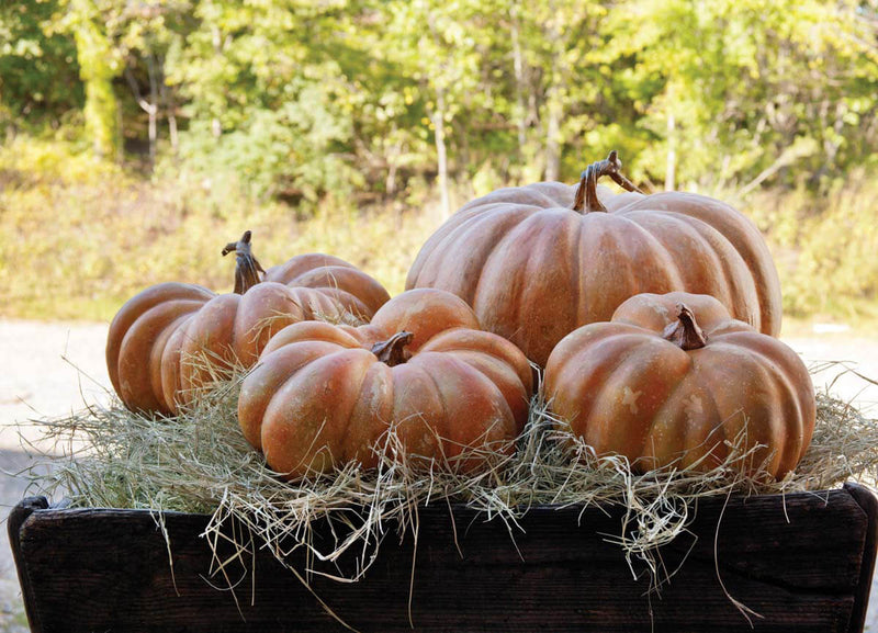 Garden Pumpkins