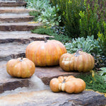 Garden Pumpkins