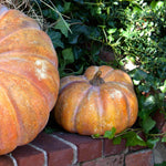 Garden Pumpkins