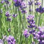 Lavender - Garden Sprinkles