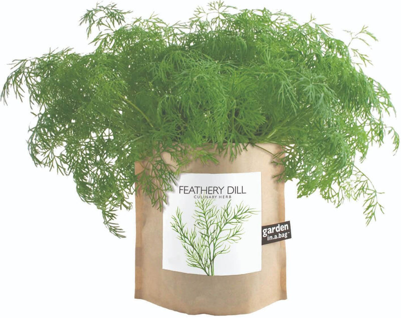 Feathery Dill - Garden In A Bag