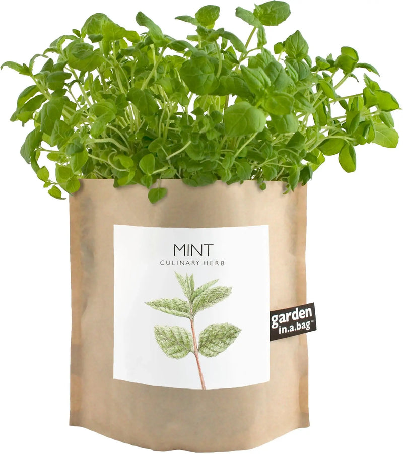 Mint - Garden In A Bag