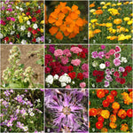 Fragrant Flower - Scatter Garden