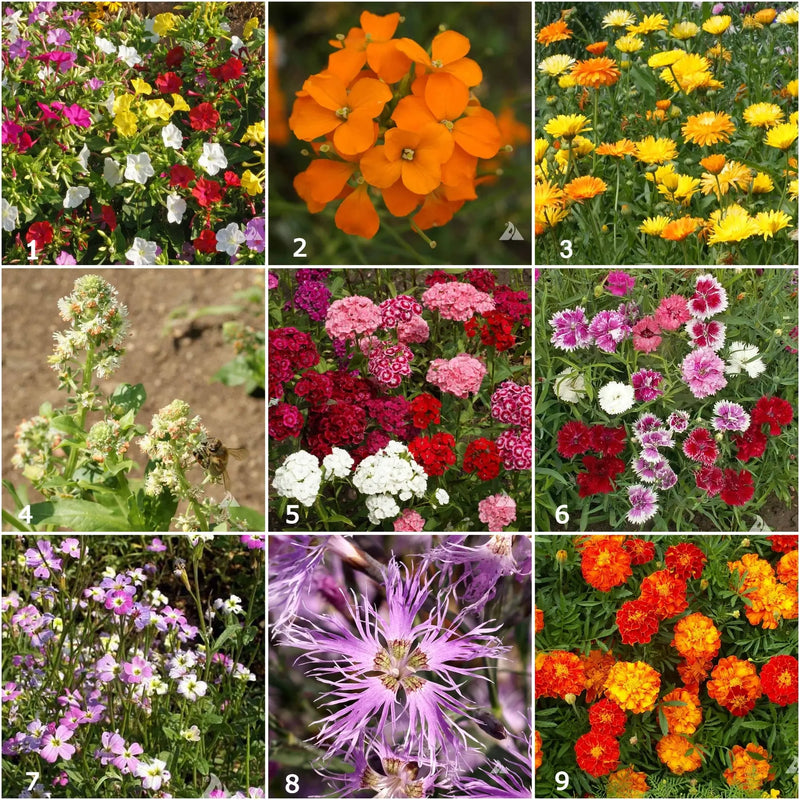 Fragrant Flower - Scatter Garden