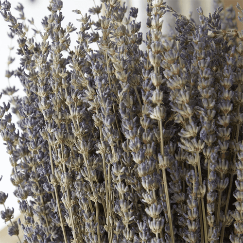 Dried Lavender Bunch